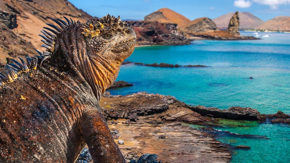 Galapagos Cruises