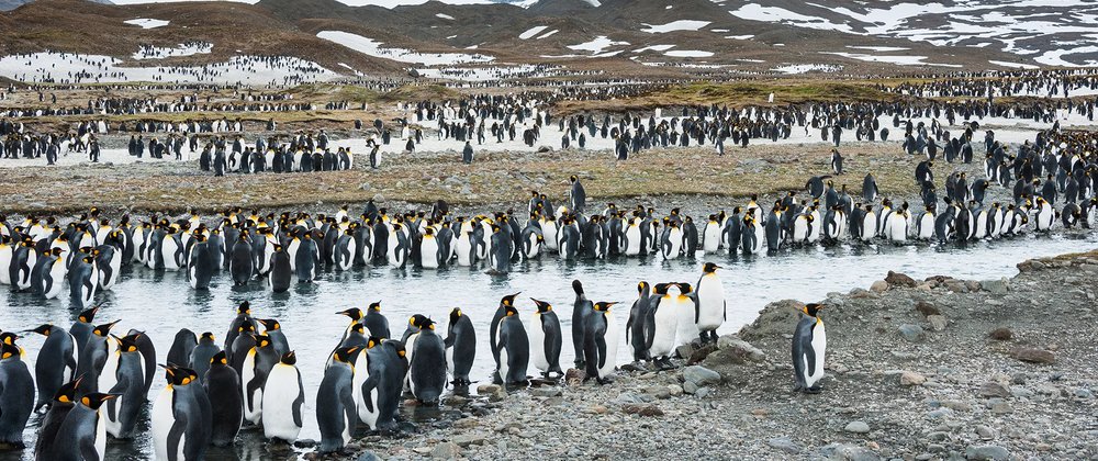 Destination Spotlight: South Georgia