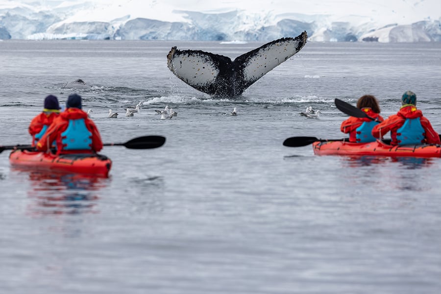 Swan Hellenic Kayaks