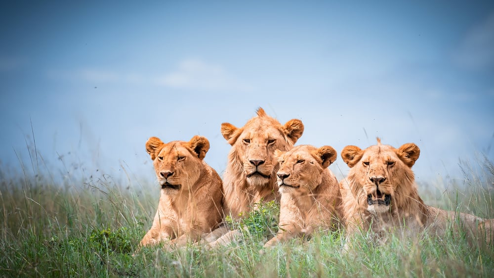 Africa Cruises