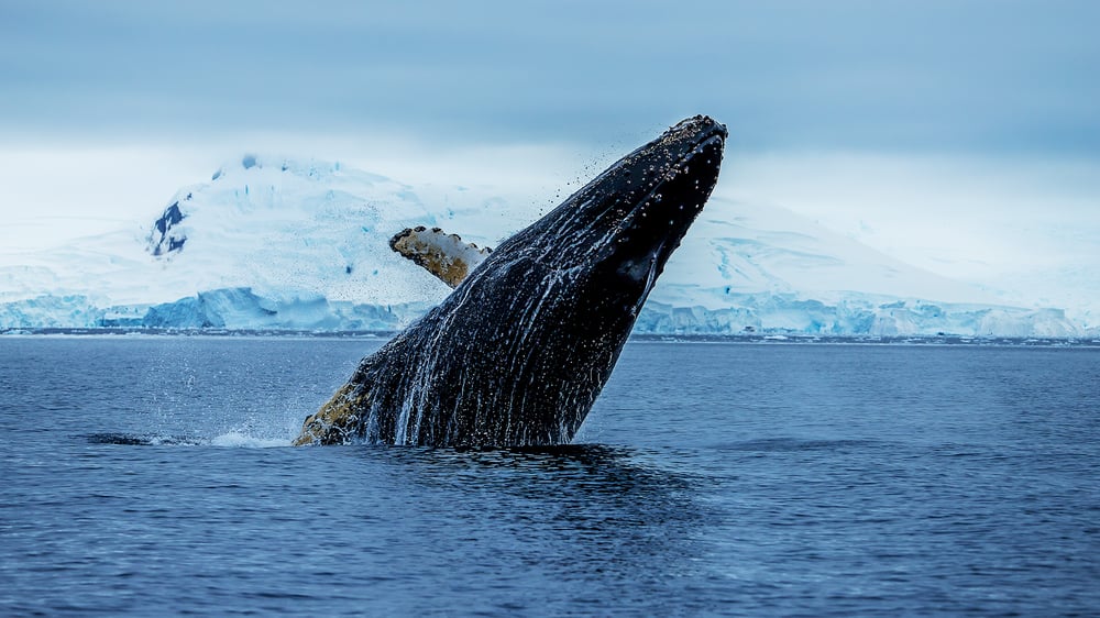 Antarctica Cruises