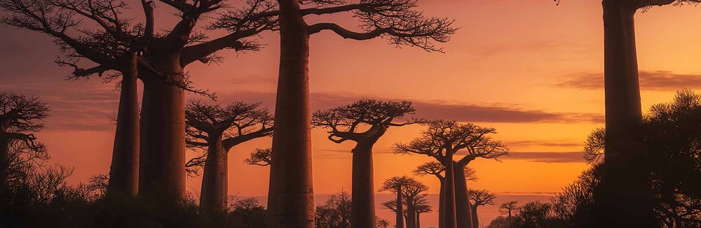 Silhouette-of-Baobab-trees-standing-Best-Madagascar-Cruise-Packages
