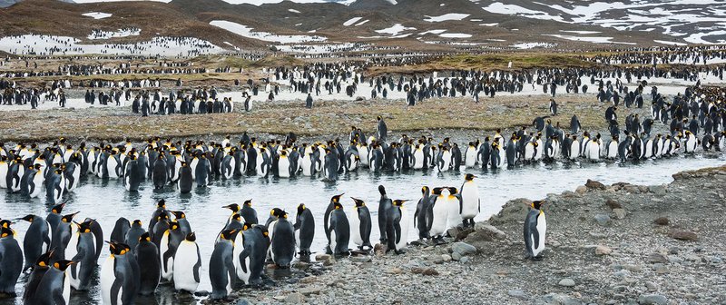 Destination Spotlight: South Georgia
