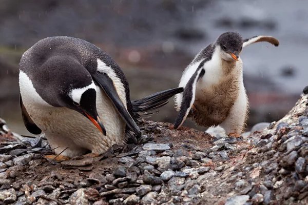 Gentoo Penguin chick in Antarctica