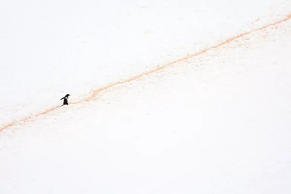 Gentoo Penguin in Antarctica