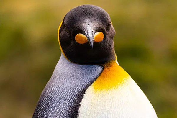 King Penguin in South Georgia, Antarctica