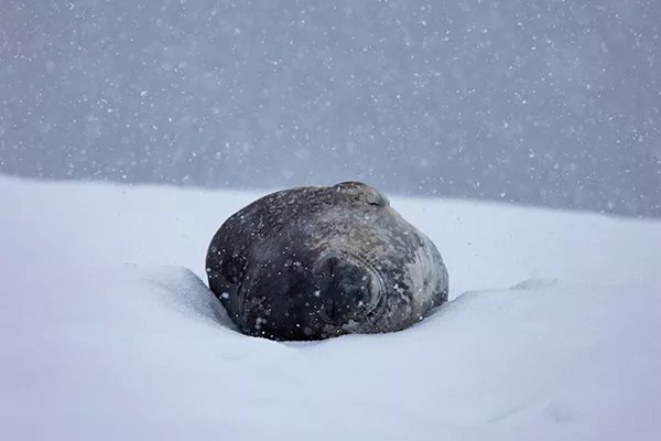 Weddel Seal laying on snow in Antarctica