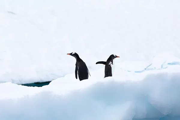 Gentoo Pair in Antarctica