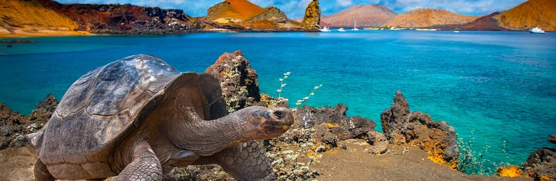 Galapagos tortoise - Choosing the Right Ship for Your Galapagos Cruise