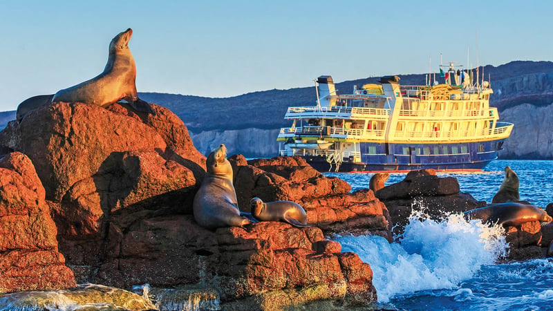 National Geographic Sea Lion