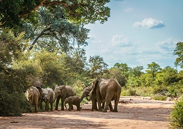 Africa Big 5 Safari