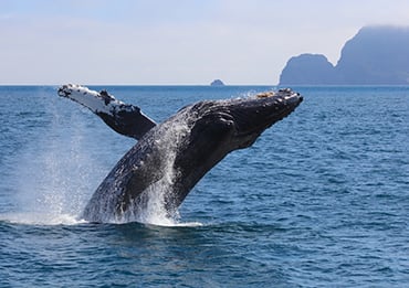 Alaska Wildlife