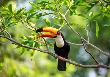 Amazon Wildlife