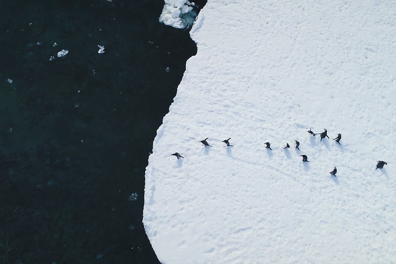 Antarctica Penguins Aerial