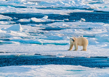 Arctic Polar Bear