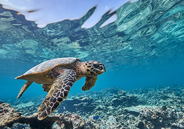 Caribbean Swim with Turtles