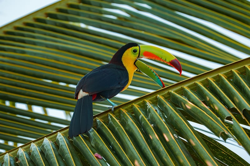 Central America Toucan