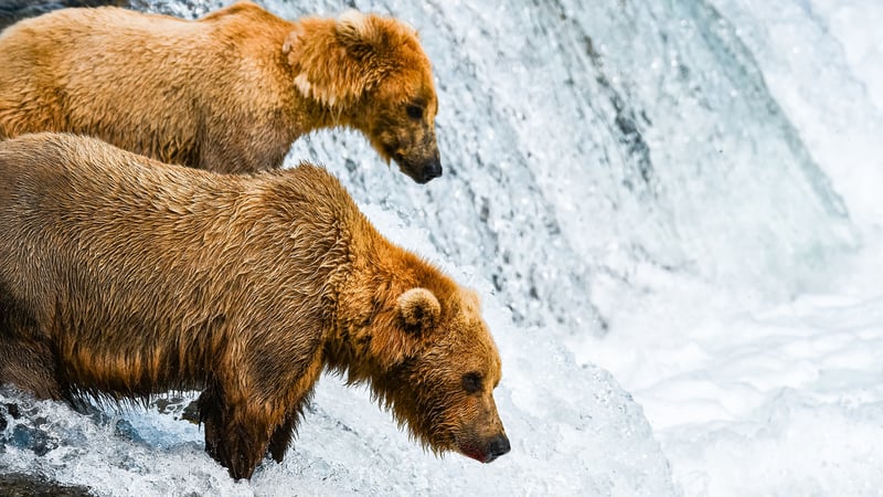 Alaska Cruises