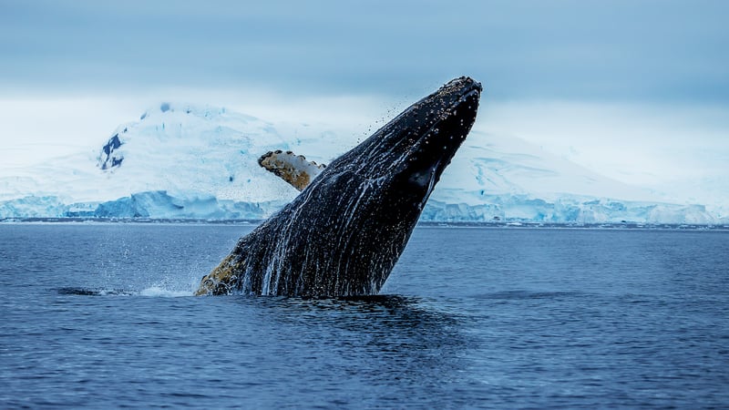 Antarctica Cruises