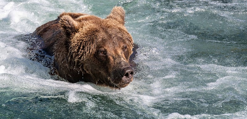 Destination Alaska