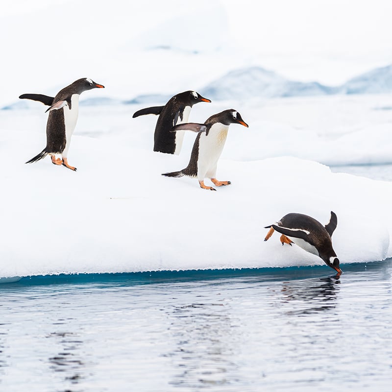 Destination Antarctica
