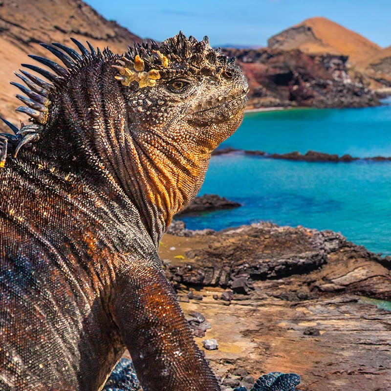 Destination Galapagos
