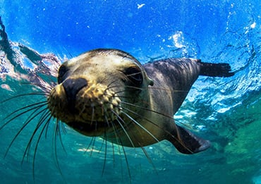 Galapagos Divers Paradise