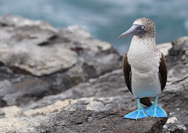 Galapagos Wildlife