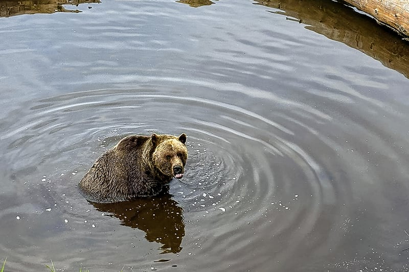 Grouse Mountain Grizzly