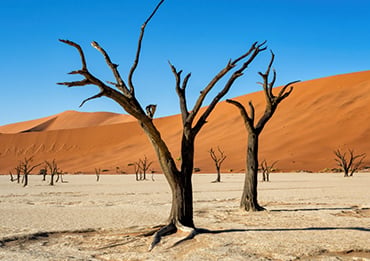 Namibia Desert