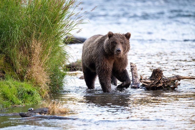 seabourn alaska wildlife