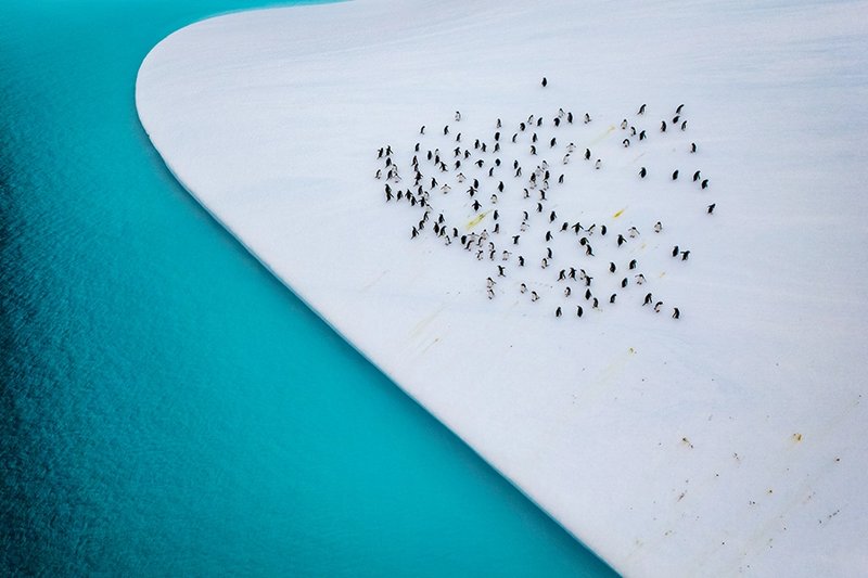 aerial shot of a penguin colony on the ice close to turquoise antarctic waters