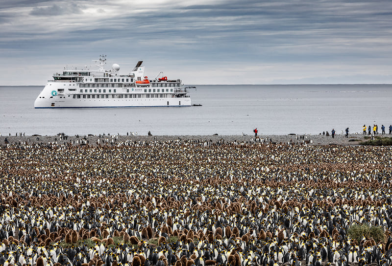 Aurora Expeditions (AE Expeditions) Greg Mortimer with King Penguins on land - Best Expedition Cruise Lines 2026 Our Top Picks