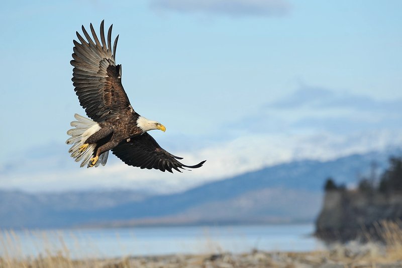 american eagle usa cruises