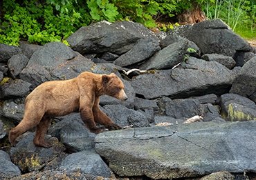brown bear inside passage alaska usa cruises