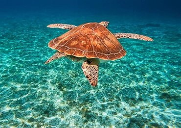 cozumel reefs mexico cruises
