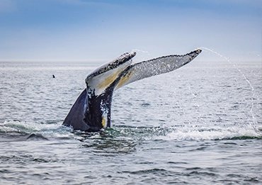 whale breach st lawrence canada cruises