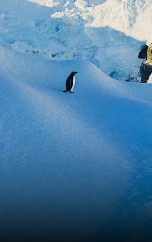 HX Expeditions Antarctica Offers