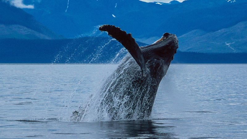 oceania 2028 2029 whale alaska