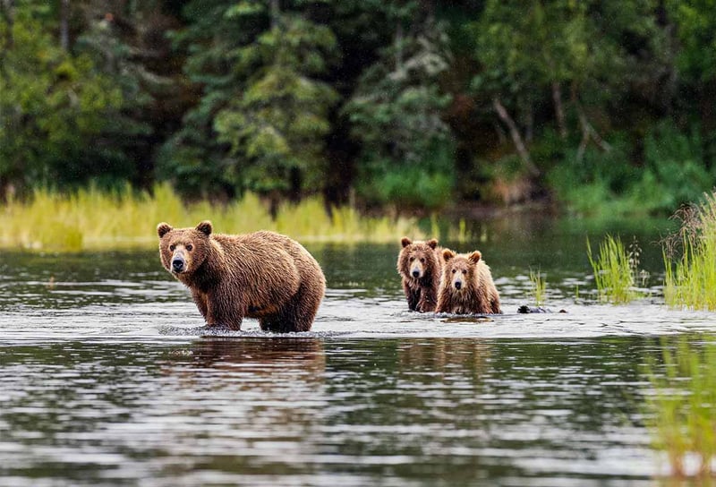 Brown-bears-in-Alaska-Brooks-Alaska-from-Vancouver-The-best-luxury-lines-and-routes
