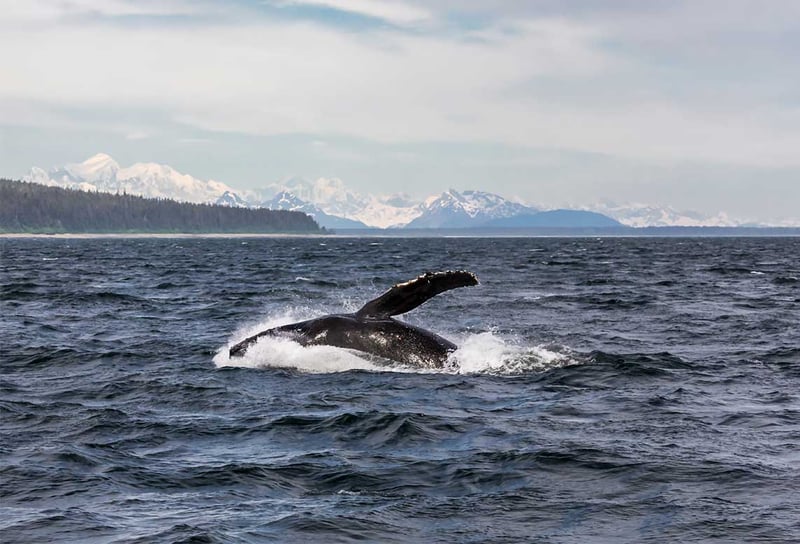 Large-humpback-in-the-ocean-Icy-Strait-Point-in-Alaska-Icy-Strait-Point-Luxury-Cruise-Lines
