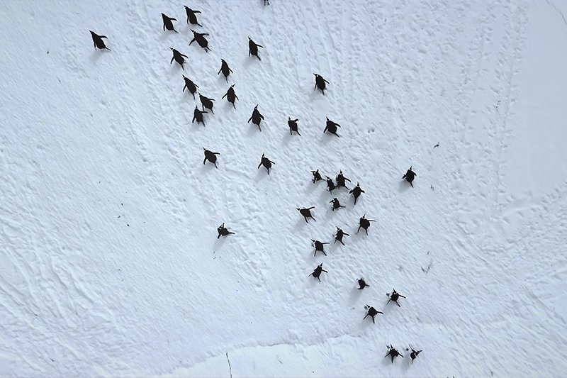 Antarctica