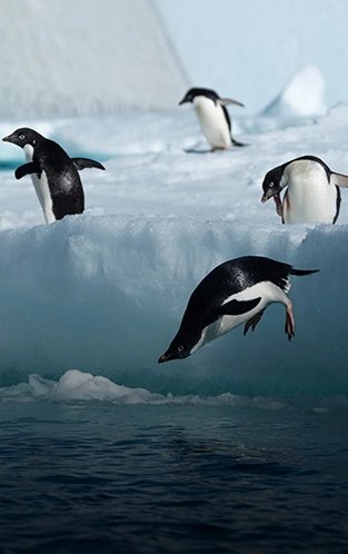 silversea expedition cruise offers