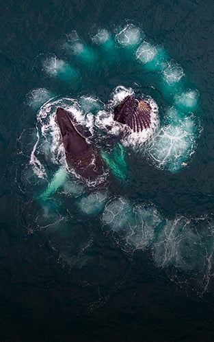 swan hellenic expedition offers