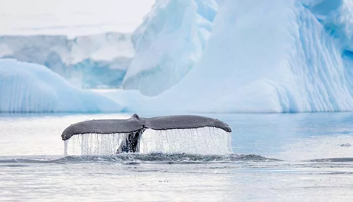 Antarctica Whale Tail