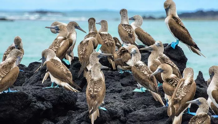 Blue Footed Boobies Galapagos Islands