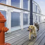 All Pets Aboard with Cunard Line