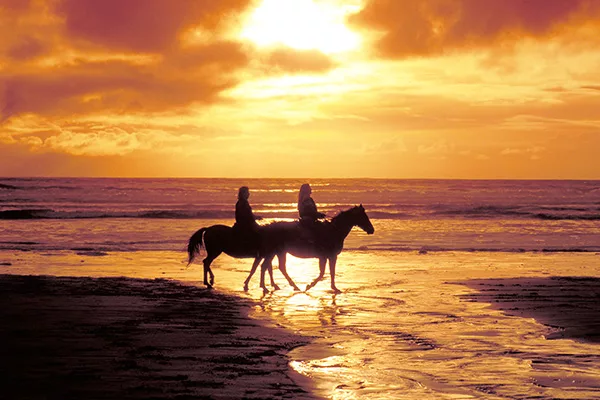 Elixir Cruises Horses on the Beach