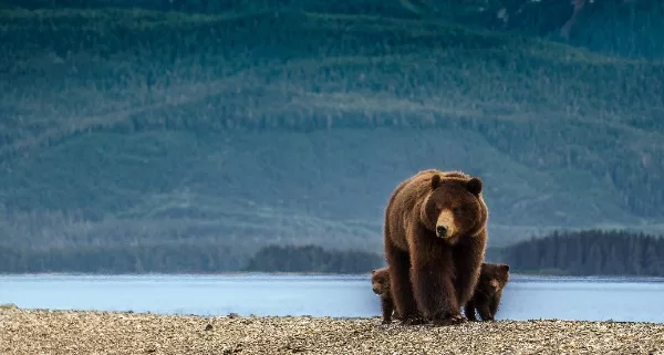 Catch a glimpse of the brown bears on Chichagof Island