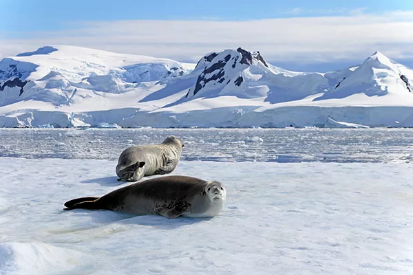 Christmas Cruise in the Antarctic Peninsula